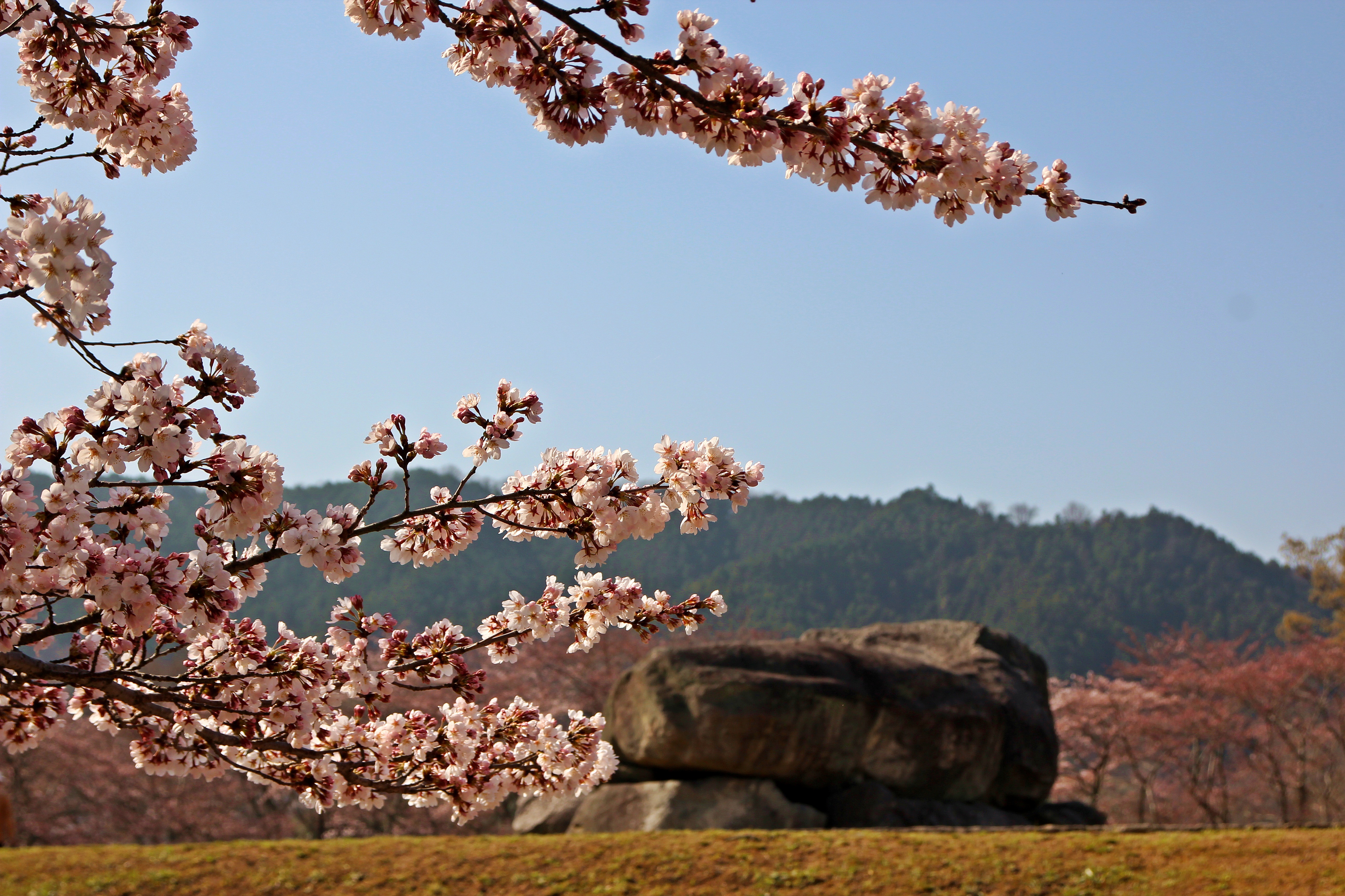 春の明日香を満喫！