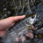 あまごつかみどり