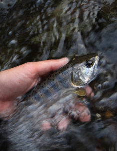 あまごつかみどり