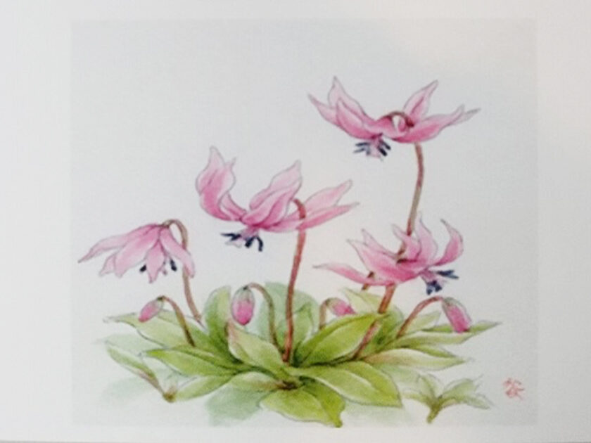 花の絵水彩画展 ~万葉の花を描く~