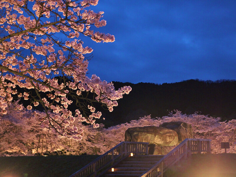 石舞台古墳夜桜ライトアップ 2023