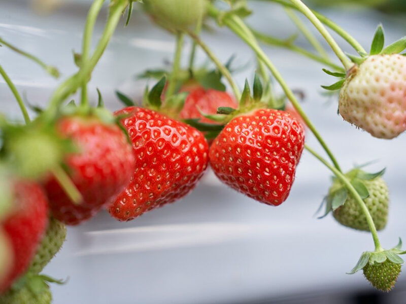 あすかルビー いちご狩り＆いちごSweets作り体験