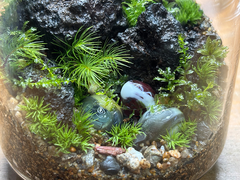 ガラス勾玉×苔テラリウム～小さな飛鳥をつくろう～